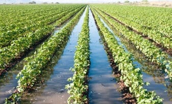 Estrategias para el Manejo de las Inundaciones en la Agricultura