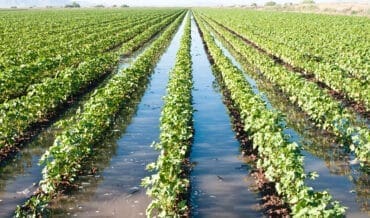 Estrategias para el Manejo de las Inundaciones en la Agricultura