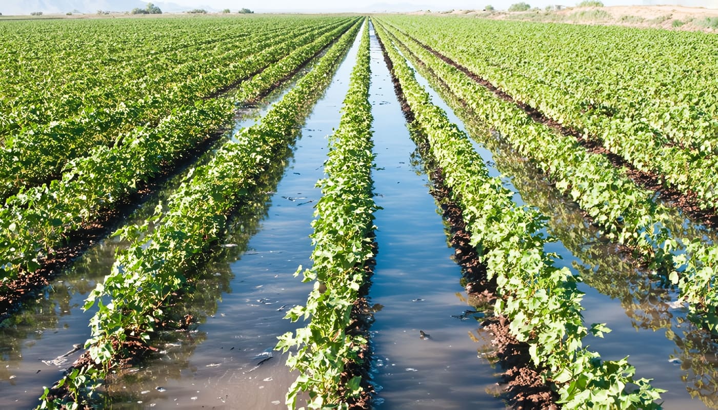 Estrategias para el Manejo de las Inundaciones en la Agricultura