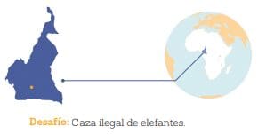 Riesgos y lecciones de la militarización verde en Camerun