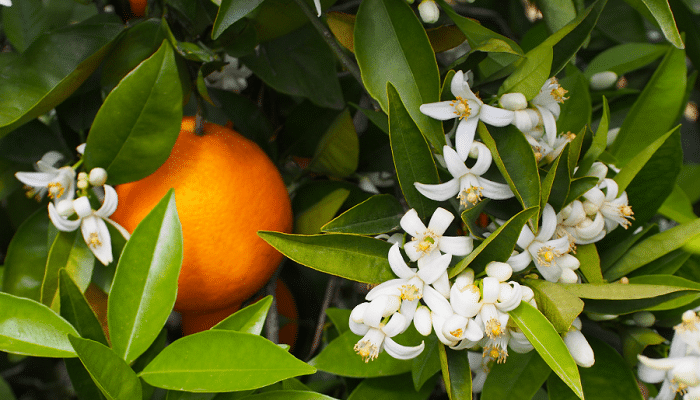 Temporadas de cultivo de naranja