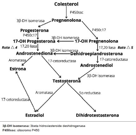 Biosíntesis de los estrógenos, progestágenos y andrógenos