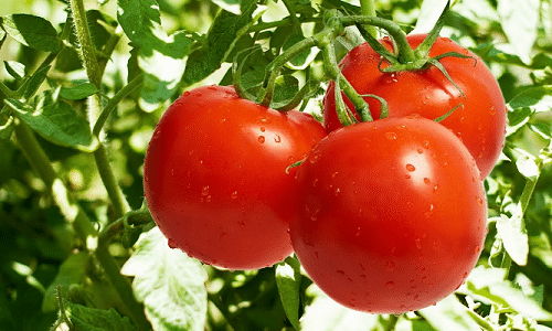Cultivos de Tomate