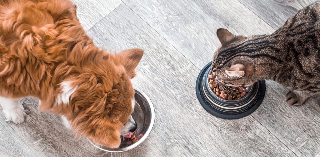 Defensas de perros y gatos