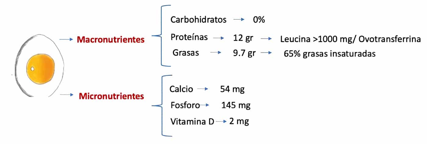 Figura 1 composicion nutricional del huevo enfocado en salud mineral osea