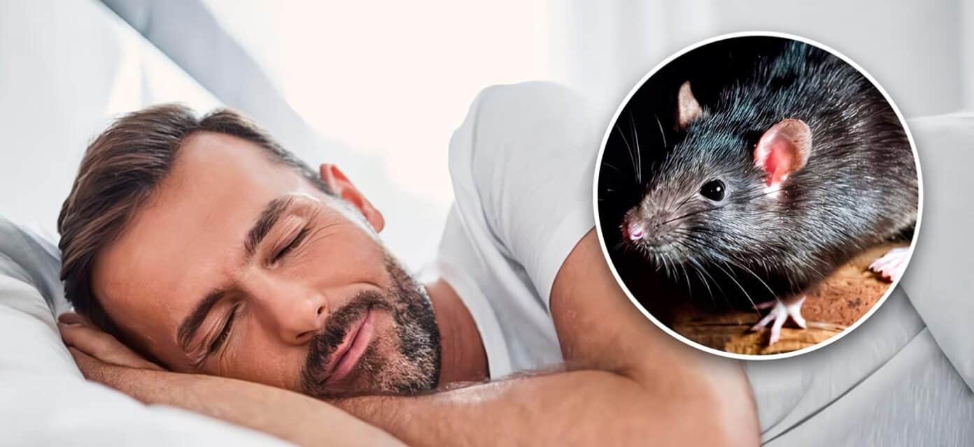 Soñar con ratas: 12 significados e interpretaciones