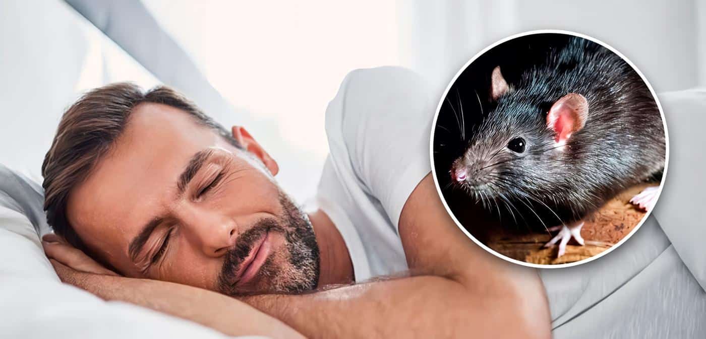Soñar con ratas
