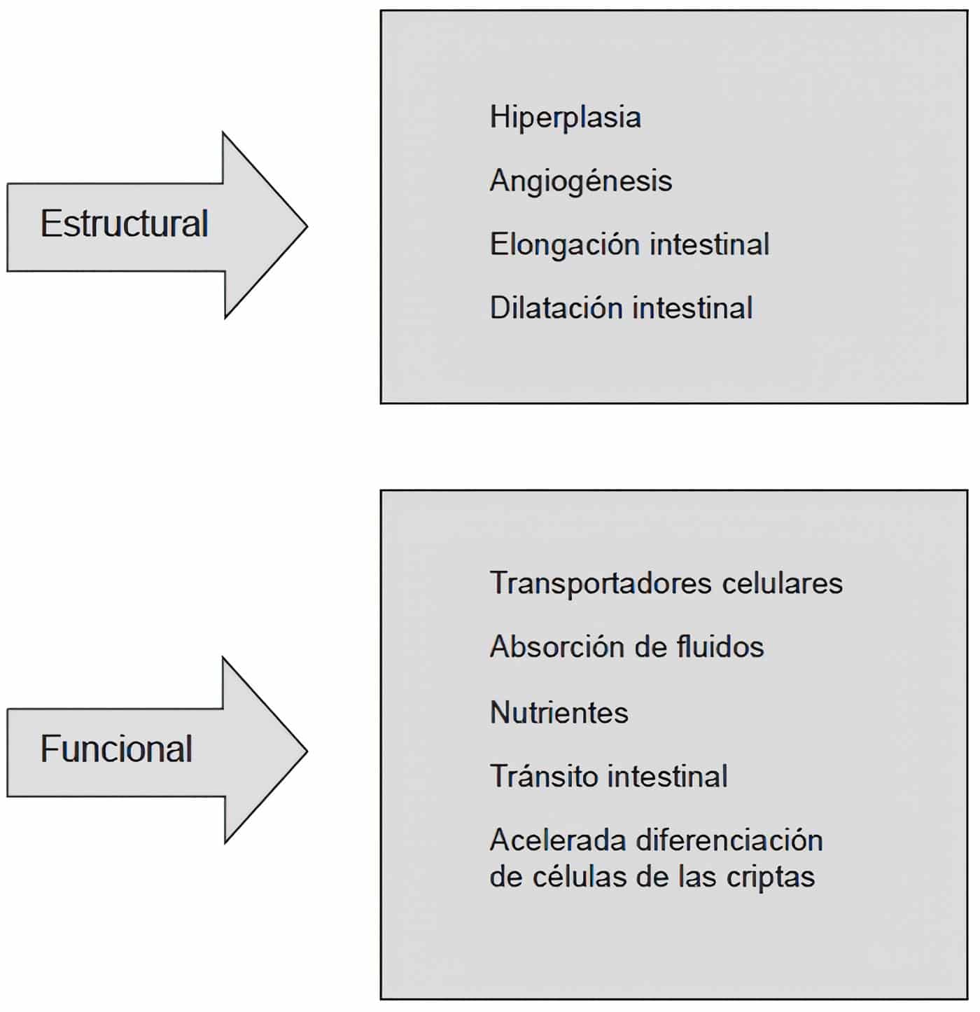 Cambios asociados con la adaptación intestinal