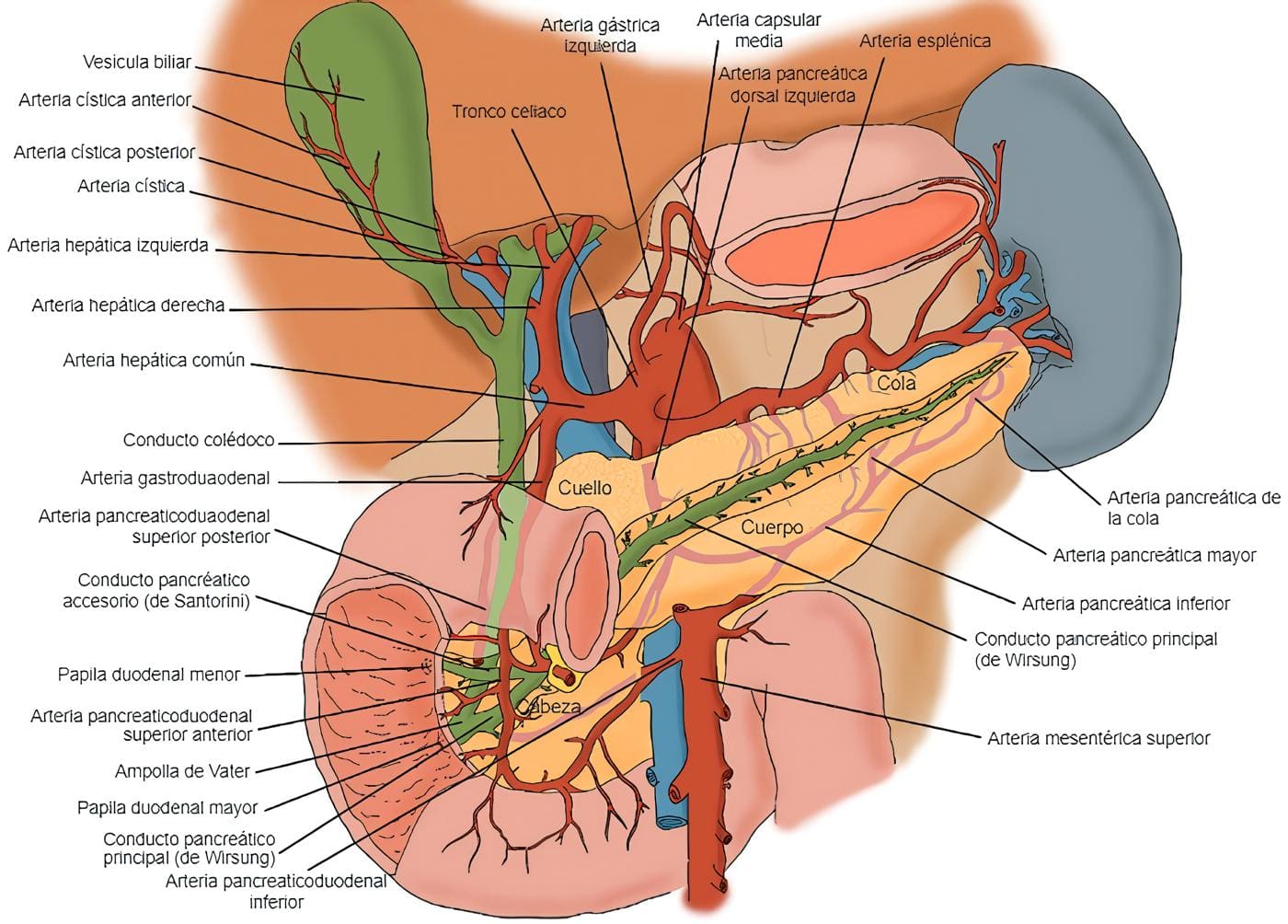 El páncreas y sus principales relaciones anatómicas