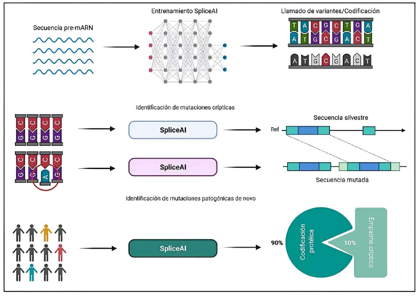 SpliceIA, una red neuronal profunda - Intersección entre la Genómica y la IA