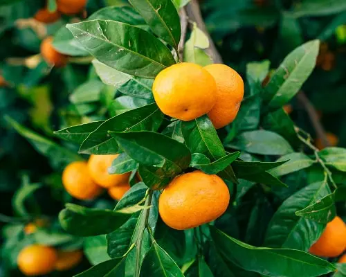 Cultivo de mandarina
