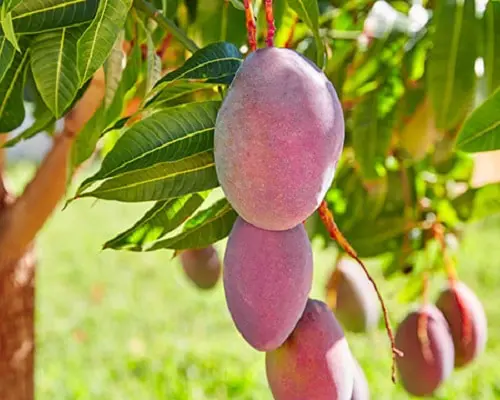 Cultivo de mango en clima cálido