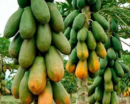 Cultivo de papaya