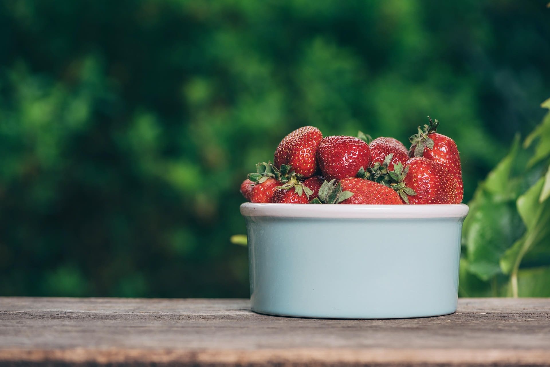 Guía para el cultivo de fresa