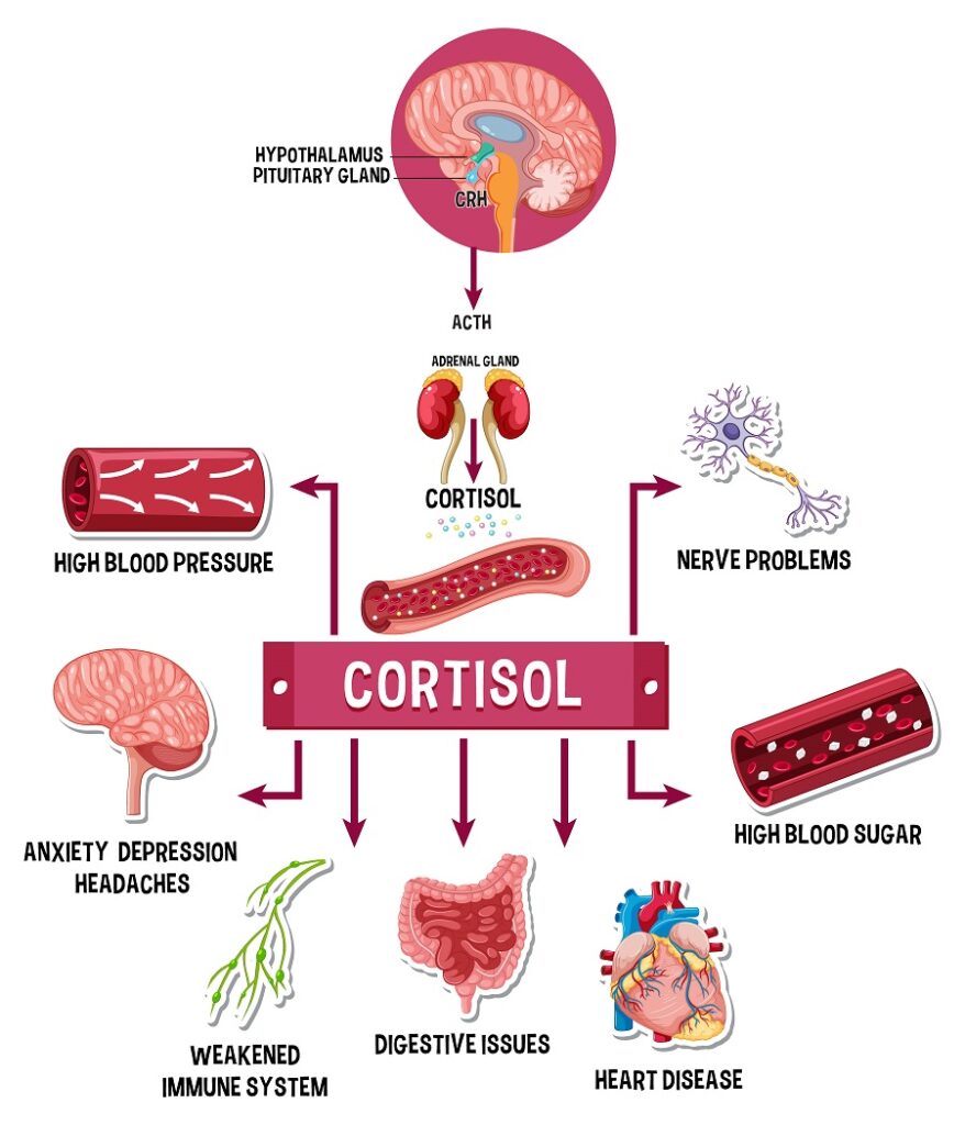 Qué es el cortisol: Funciones y niveles de esta hormona