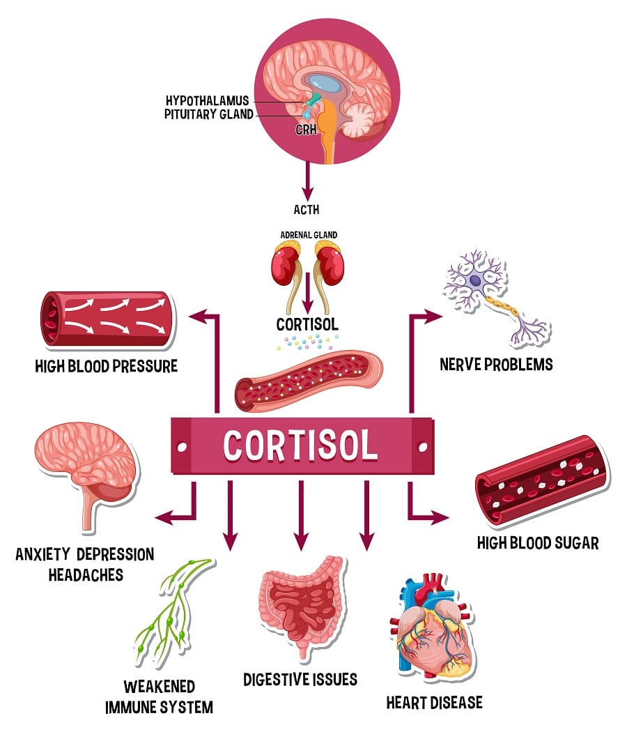 Hormona de cortisol