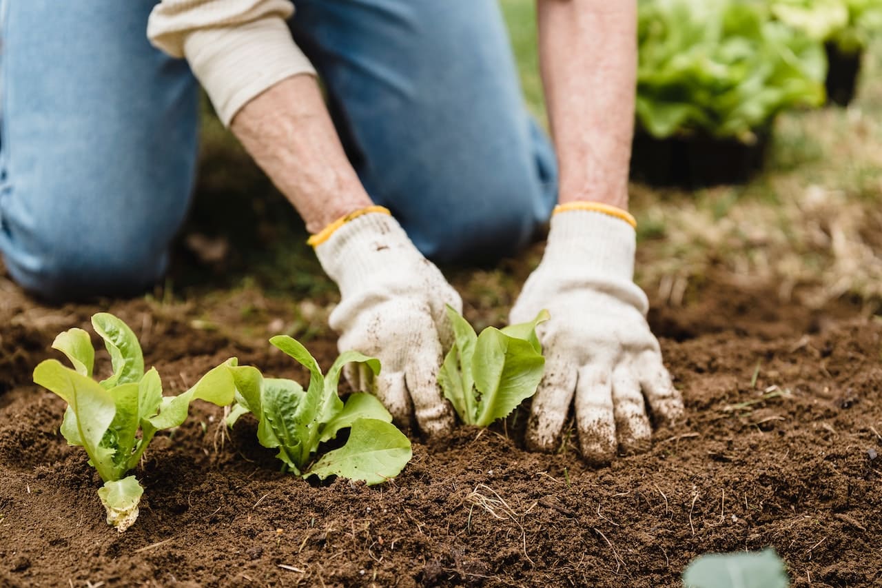 Agricultura ecológica y sostenible