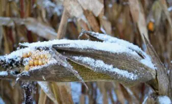 Agricultura en Clima Frío