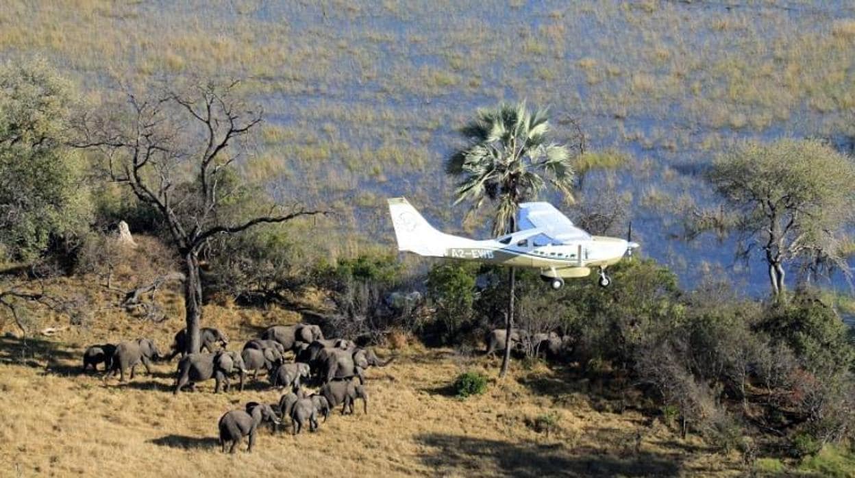 Caza furtiva: qué es, efectos e impacto en la biodiversidad