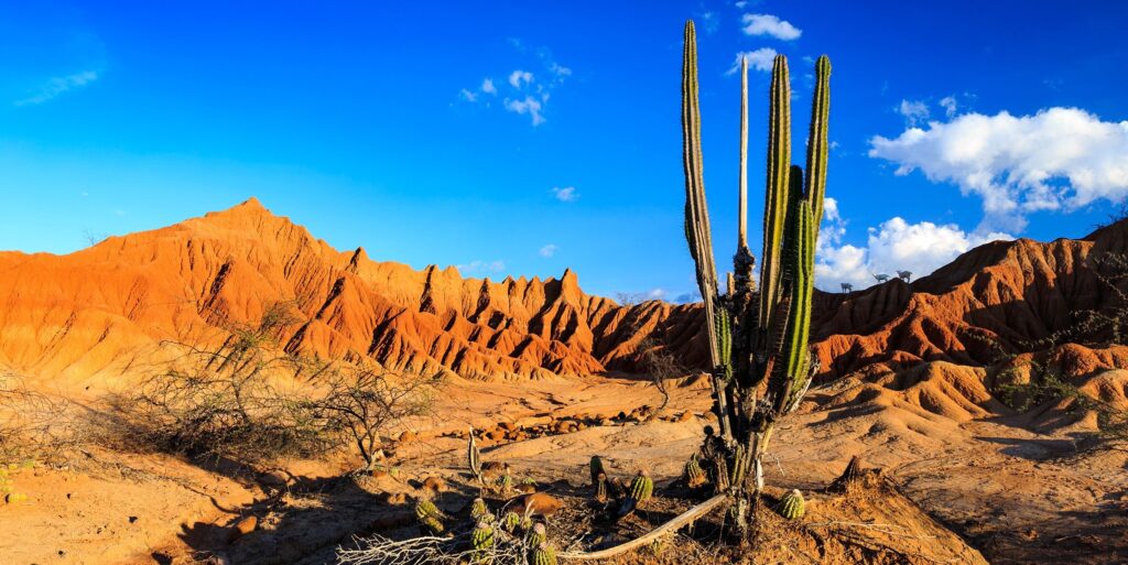 Vegetación en el Desierto de la Tatacoa