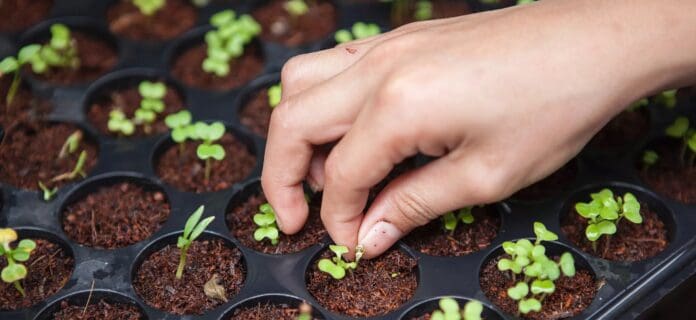 Beneficios para el medio ambiente de los productos orgánicos