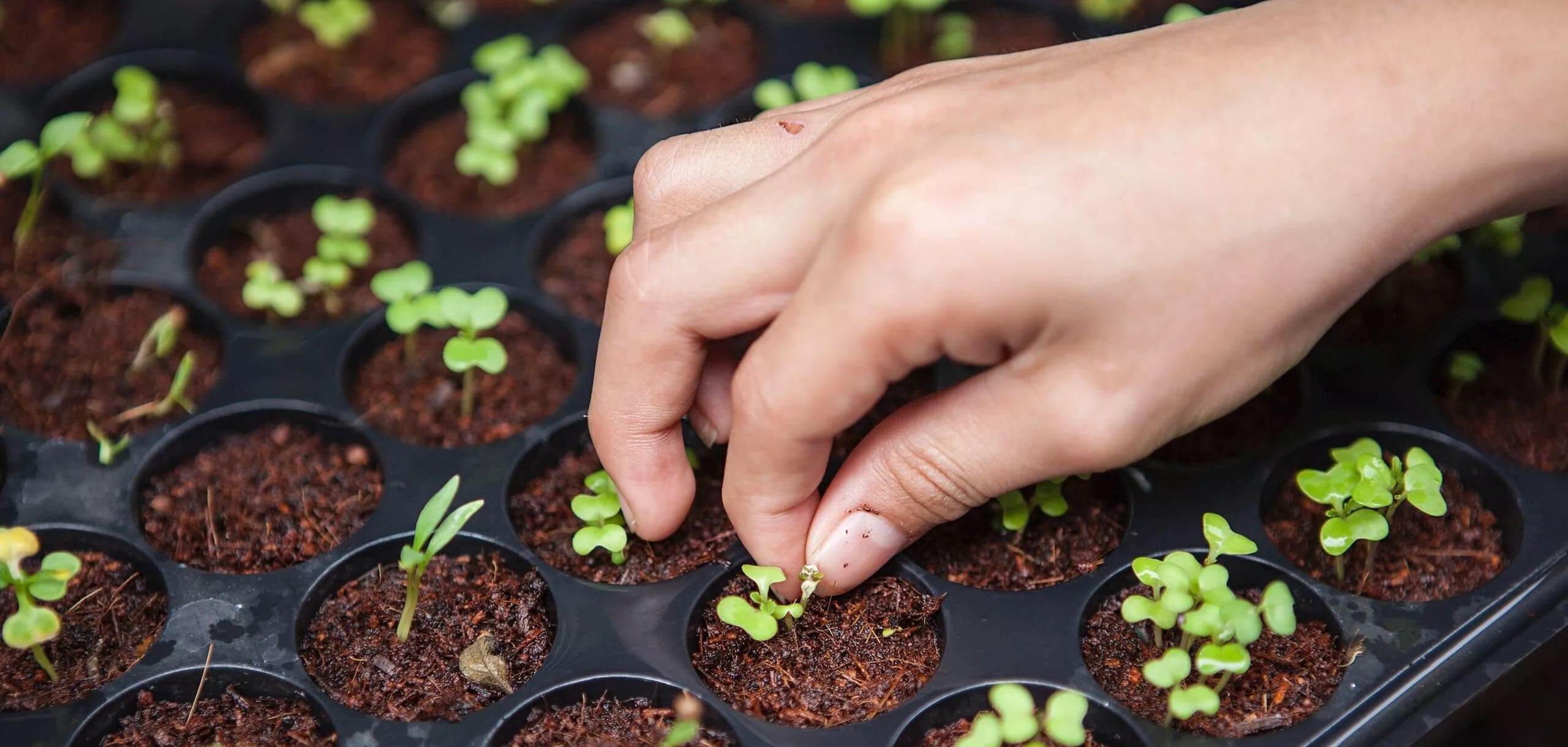 Beneficios para el medio ambiente de los productos orgánicos