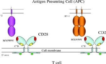La molécula CD28