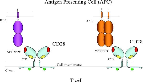 La molécula CD28