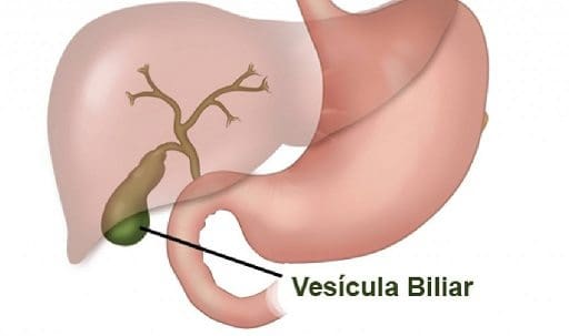 Inervación en la Incontinencia Urinaria de la Menopausia