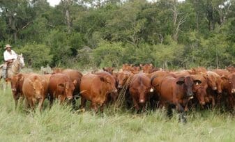 Ganadería: Productos Agropecuarios de Exportación