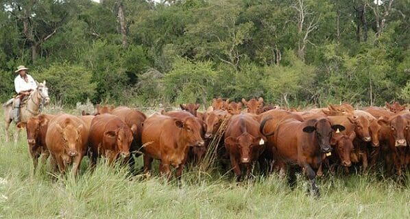 Ganadería: Productos Agropecuarios de Exportación