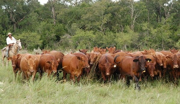 Ganadería: Productos Agropecuarios de Exportación