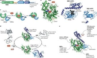 Análisis por Inmunohistoquímica de la Expresión de HSP70