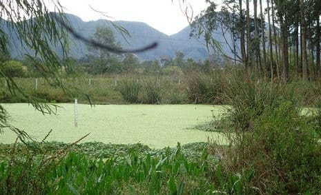 Historia de Cinco Humedales de Bogotá: Humedal de la Conejera