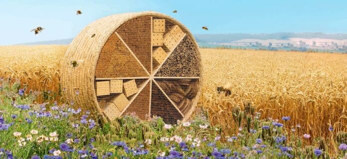 Insectos polinizadores en la agricultura regenerativa