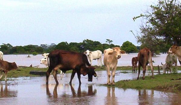 El Estudio Sobre la Ola Invernal