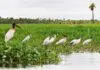 Humedales y el cambio climático