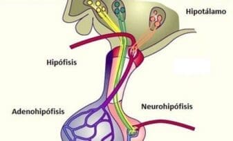 Fisiología de la Adeno-hipófisis