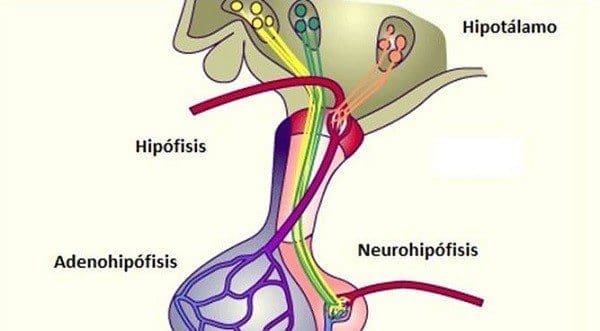 Fisiología de la Adeno-hipófisis