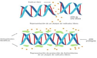 Posibilidades Terapéuticas con Antioxidantes Mitocondriales