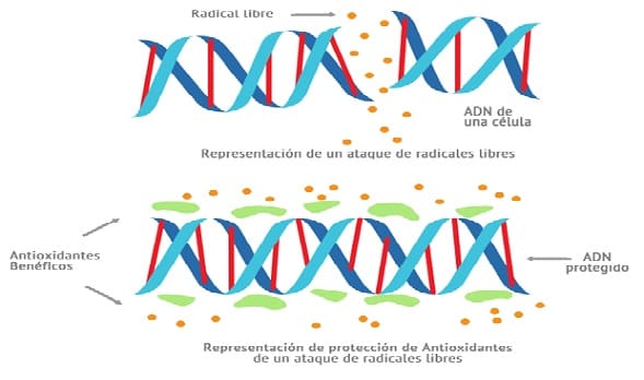 Posibilidades Terapéuticas con Antioxidantes Mitocondriales