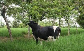 Evaluación Nutricional de tres especies de Arboles Forrajeros en Bovinos