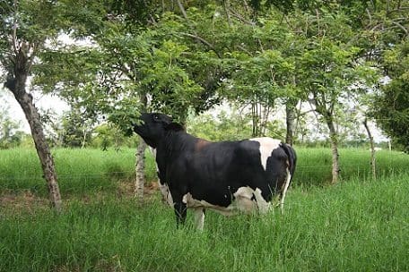 Evaluación Nutricional de tres especies de Arboles Forrajeros en Bovinos