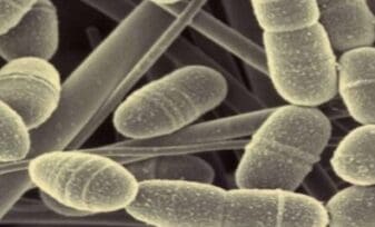 Respuesta Inmune Humoral Anti -Streptococcus Pneumoniae