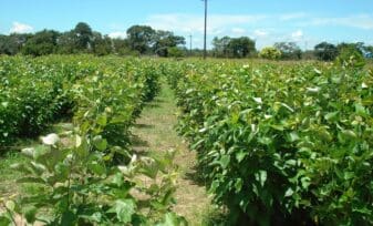 Marco de Políticas para el Desarrollo y la Internacionalización del Sector Agropecuario