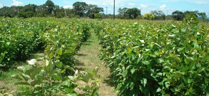 Marco de Políticas para el Desarrollo y la Internacionalización del Sector Agropecuario