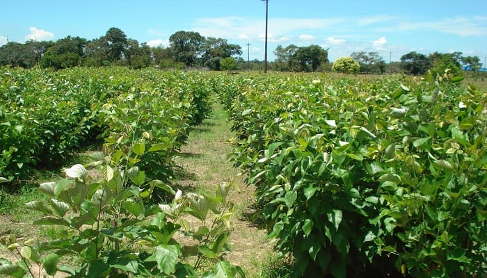 Marco de Políticas para el Desarrollo y la Internacionalización del Sector Agropecuario