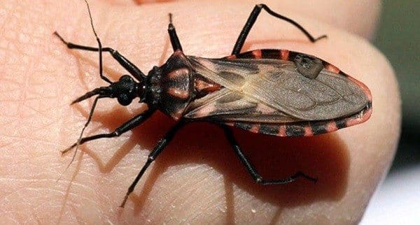 La Respuesta Inmune Humoral a la Proteína KMP-11 en Pacientes con Leishmaniasis Americana y Enfermedad de Chagas