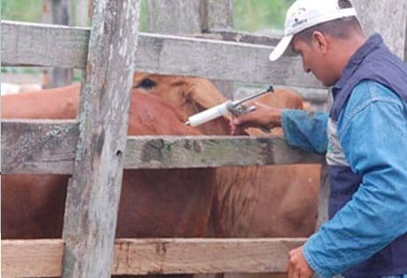 Fiebre Aftosa: Contribución del Sistema Científico Tecnológico para su Control y Erradicación