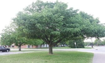 Proteínas Alergénicas de Fraxinus Sinensis y Cecropia Sy y Reactividad Cruzada entre Oleáceas